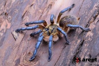 HARPACTIRA PULCHRIPES
