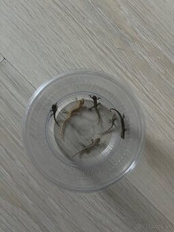 Lepidodactylus lugubris mláďatá z odchovu