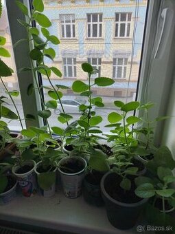 Nadchovnik- rastlina na podporu zdravia