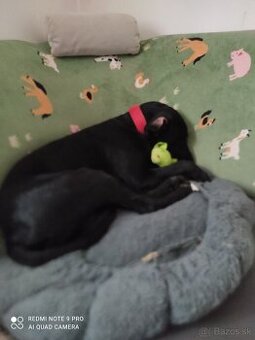 Labrador Števko