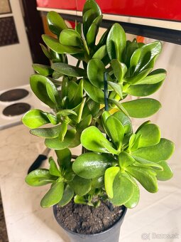 Tucnolist krasne velke listy