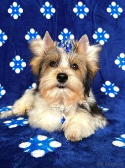 Yorkshirsky terier - Biewer - Yorkshire terrier - Jorkšírsky