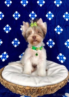 Yorkshirsky terier - Biro - Yorkshire terrier - Jorkšírsky