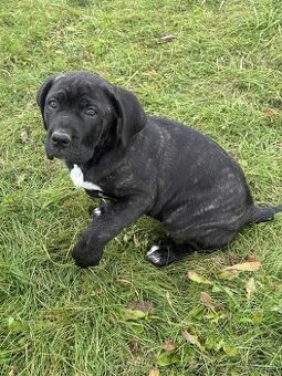 Cane Corso šteniatka