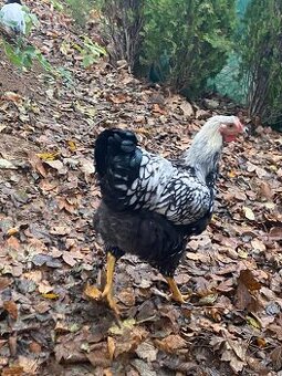 Kohút Wyandotka strieborná