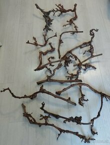 Korene vínnej révy a náplavové korene - 1