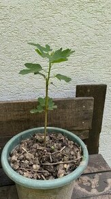 Figa, cernica, nemecke kosatce iris