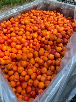 Marhule na kvas 0,82€ kg