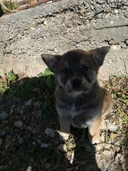 Labrador X nemecký ovčiak