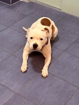 Stafordšírsky bulteriér