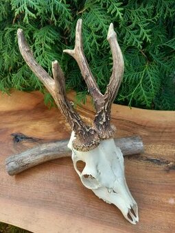 Trofej - parožie - zhody - parohy