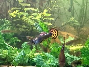 Predám Krevetky, mini ráčiky, gupky, kotúľky.