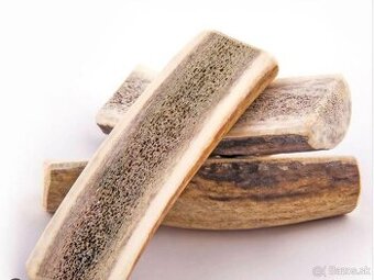 Zdravé zuby, šťastný psík – čerstvé slovenské parohy