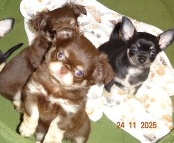 civava krátkosrstá,dlhosrstá.