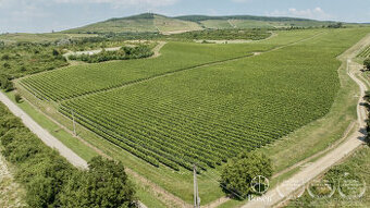 BOSEN | Vinica v známej vinohradníckej oblasti Tokaj, 191 46