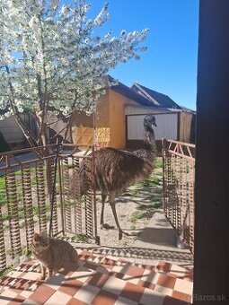 Emu