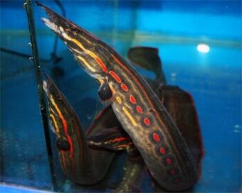 Mastacembelus / erythrotaenia