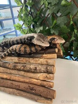Tiliqua gigas