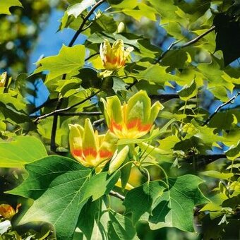 Ľaliovník tulipánokvetý - 1
