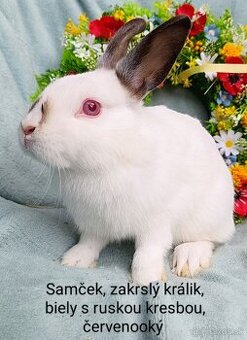 Zakrslé ( zdrobnené) králiky s VP biele s ruskou kresbou