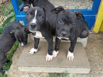 Pitbull