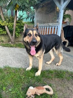 Nemecký ovčiak na krytie