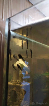 Prisavníky a krevety