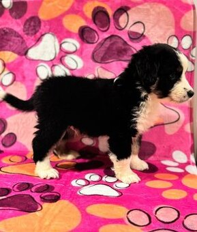 Miniaturní Americký ovčák, pejsek již k odběru