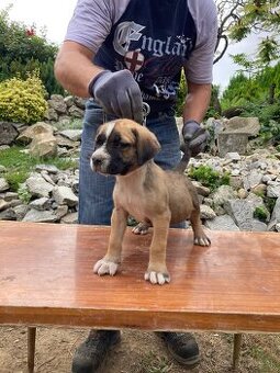 Presa Canario