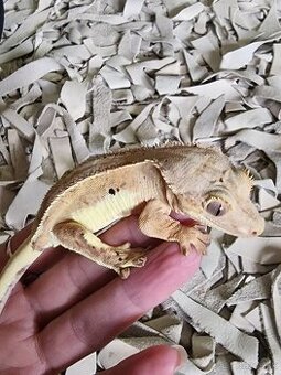 Rhacodactylus cilliatus+terárium