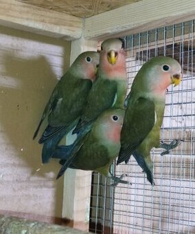 Agapornis ružovohrdly, kakarik