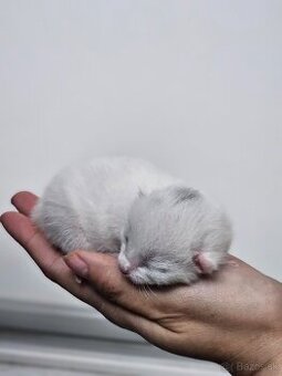 Ruská modrá biela- mačiatko na predaj