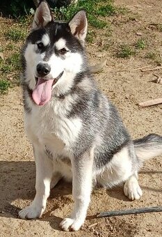 Predám  8 mesačného psíka sibírsky húsky