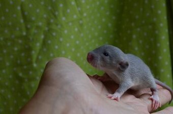 Potkaníky s rodokmeňom - rezervácie