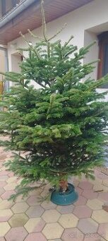 Vianočný stromček Jedličku Nordmansku živú - 1