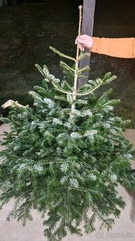 Predám živý stromček