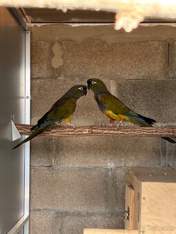 Papagaj Patagónsky s testami DNA