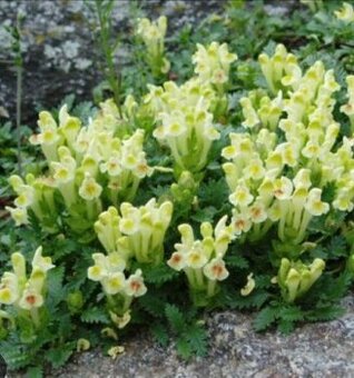 Vzacna skalnicka Scutellaria orientalis