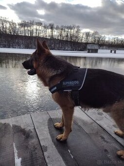 Nemecký ovčiak na krytie