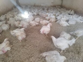 Predám Brojlerove kurčatá