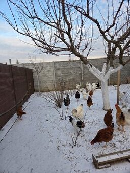 Predám sliepky a kohútov 8 mesačné