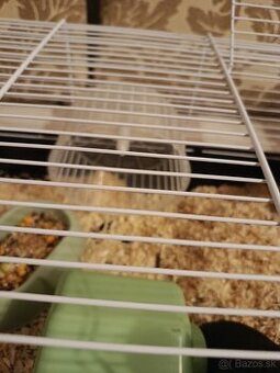 Predám skrečka sírskeho s klietkou