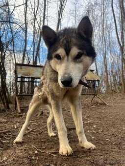 Sibírsky Husky