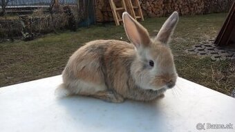 Predám samec králiky