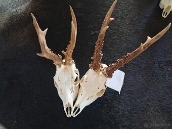 Trofeje, trofej, parozie, parohy