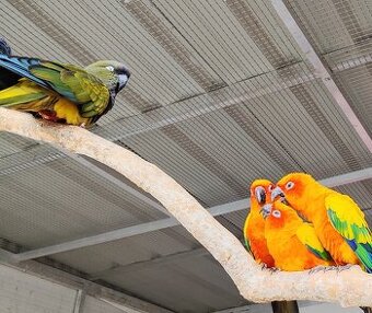 Austrália odcervenie S76