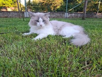 Ragdoll