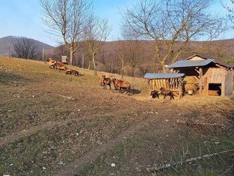 Kamerunske ovce