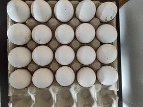 Nasadové vajcia