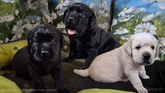 Labrador retriever - šteniatka s PP